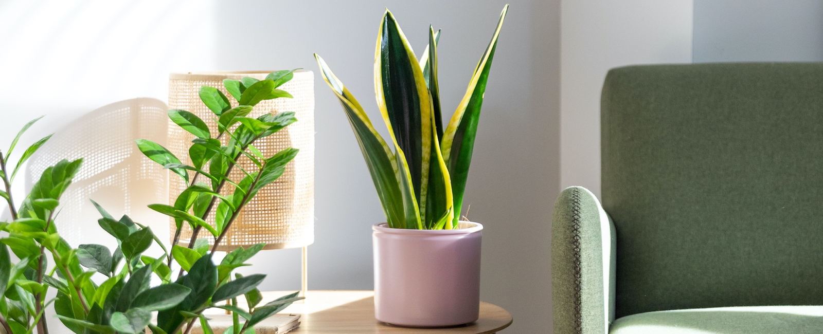 piante-e-fiori-antistress-per-arredare-l’home-office
