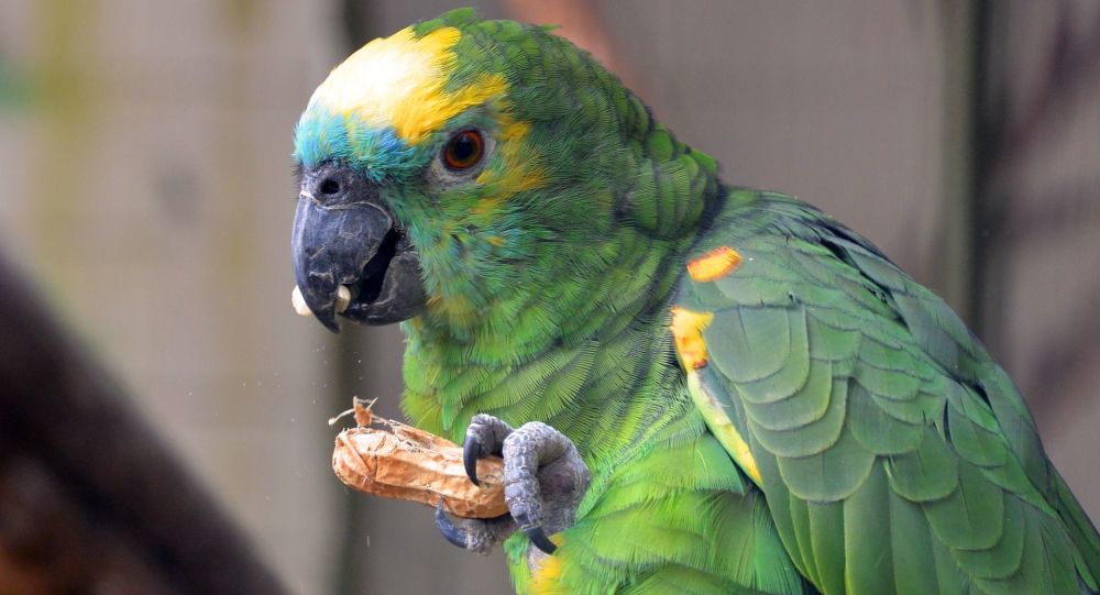 l’invasione-dei-pappagallini-verdi:-cosi-hanno-colonizzato-roma