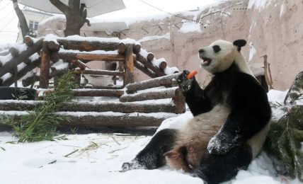 scivolando-sulla-neve:-simpatico-panda-si-diverte-nello-zoo-di-mosca