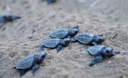tartaruga-“giuseppina”-liberata-dagli-operatori-dell’area-marina-protetta-di-porto-cesareo