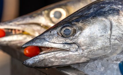 pesci-esotici-nel-mediterraneo:-sono-un-problema-per-salute,-pesca-e-ambiente?