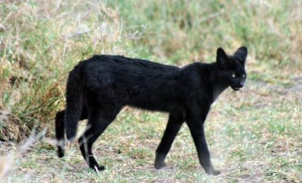 bari,-avvistata-dai-carabinieri-forestali-la-pantera-nera:-in-realta-e-un-serval