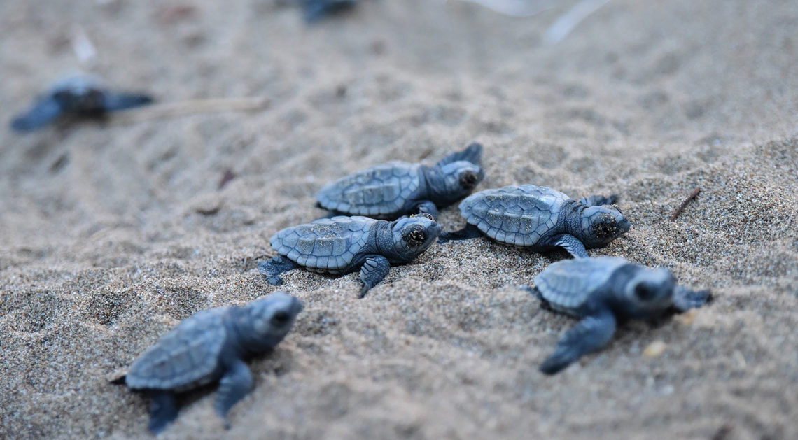 esemplare-di-tartaruga-della-specie-caretta-caretta-nidifica-sulla-spiaggia-di-maratea