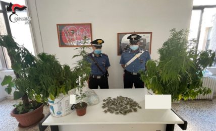 agli-arresti-domiciliari-a-barletta,-coltivava-marijuana:-22enne-in-carcere