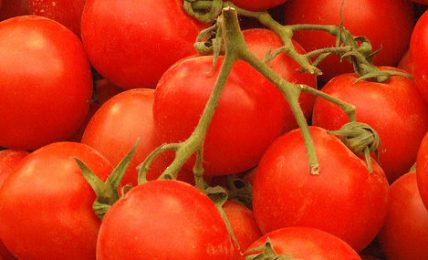 puglia,-il-20%-dei-pomodori-raccolti-e-andato-perso-a-causa-del-caldo