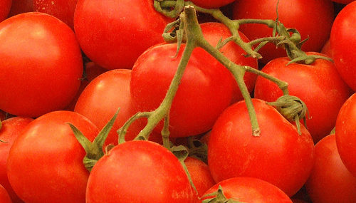 puglia,-il-20%-dei-pomodori-raccolti-e-andato-perso-a-causa-del-caldo
