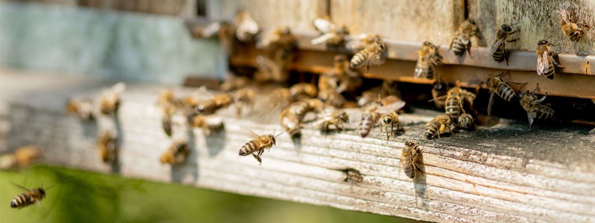 “ogni-ape-conta”:-il-progetto-di-monitoraggio-di-coop-con-l’unibo-per-difendere-la-biodiversita