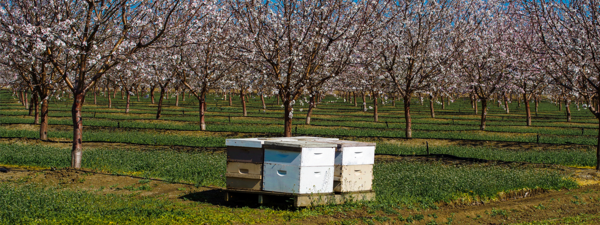 latte-di-mandorla:-la-produzione-intensiva-puo-essere-dannosa-per-le-api?