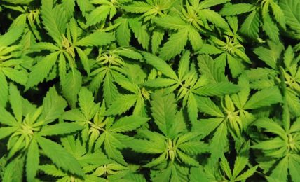 carabinieri-di-triggiano-trovano-tre-piante-di-cannabis-in-un-appartamento