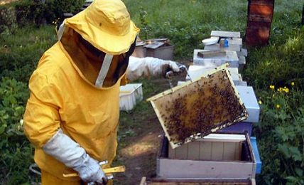 prende-il-via-lunedi-7-il-ciclo-di-seminari-dell’alsia-rivolti-ad-apicoltori-e-appassionati-di-apicoltura