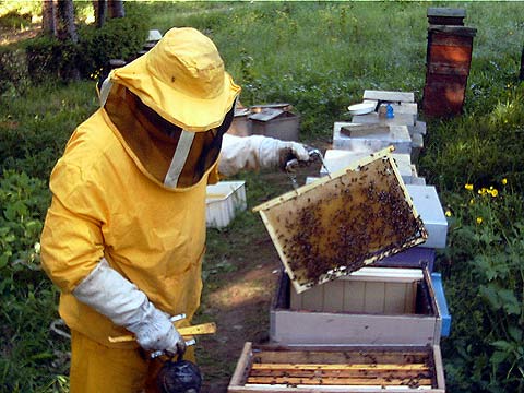 prende-il-via-lunedi-7-il-ciclo-di-seminari-dell’alsia-rivolti-ad-apicoltori-e-appassionati-di-apicoltura