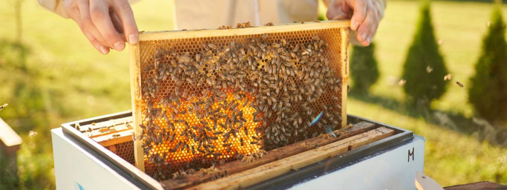 apicoltura-biologica:-cosa-fare-per-ottenere-la-certificazione-e-quali-sono-le-differenze-con-quella-tradizionale?