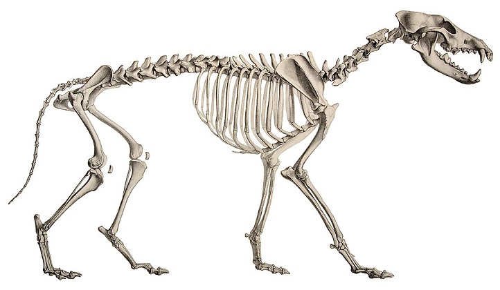 a-roma-ritrovato-il-fossile-del-primo-lupo-d’europa