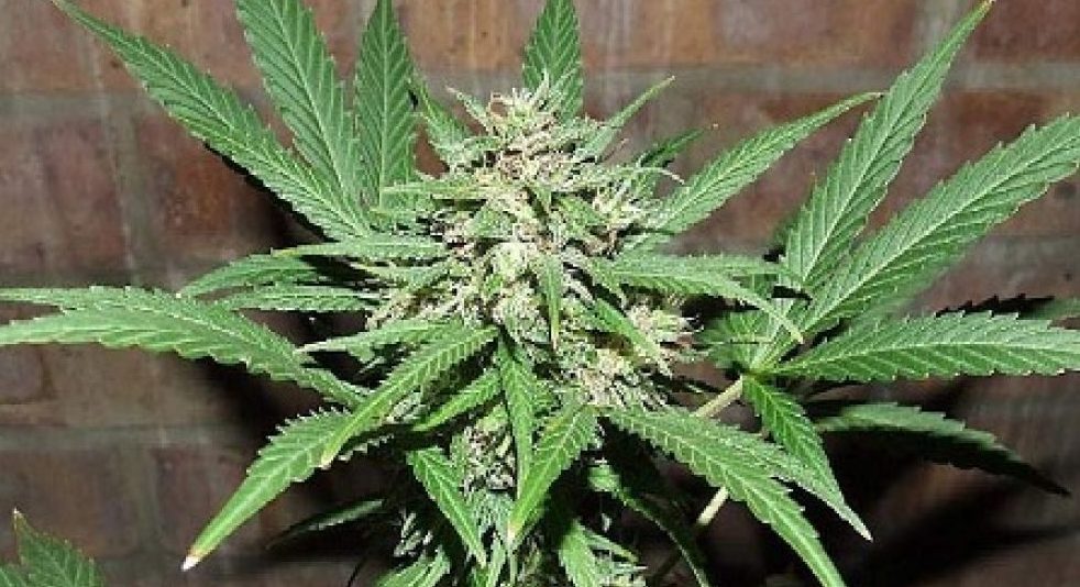 rinvenuti-23-kg-di-marijuana-in-un-casolare-a-moliterno