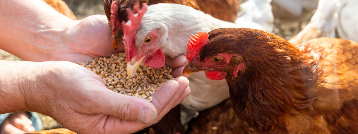 le-sfide-dello-sviluppo-sostenibile:-mangime-con-gli-insetti-per-le-galline-ovaiole